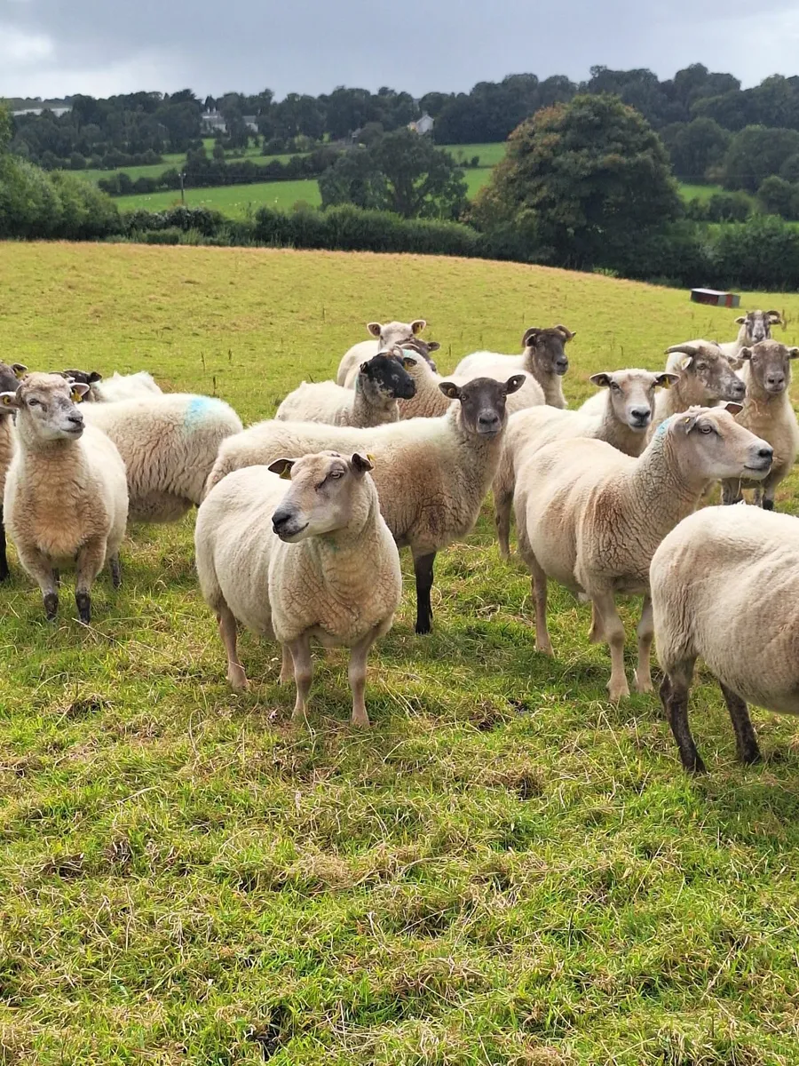 Breeding Ewes - Image 2