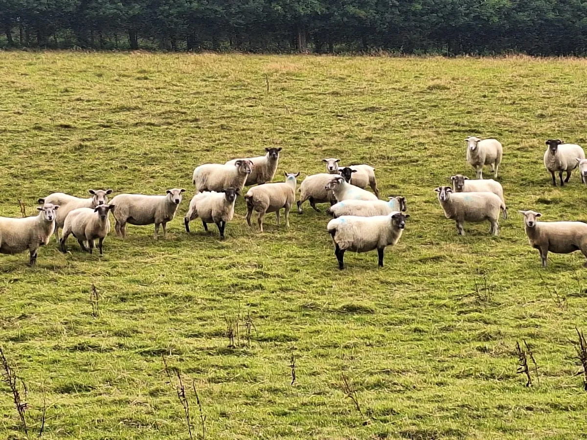 Breeding Ewes - Image 3