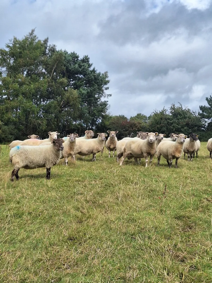 Breeding Ewes - Image 4