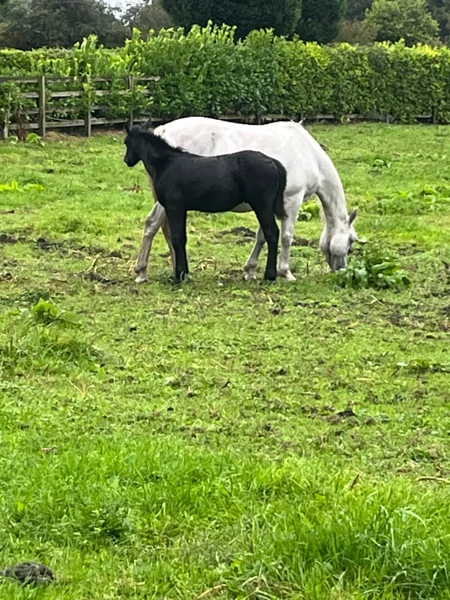 Connemara C1 mare,colt foal,in foal riding top bre - Image 1