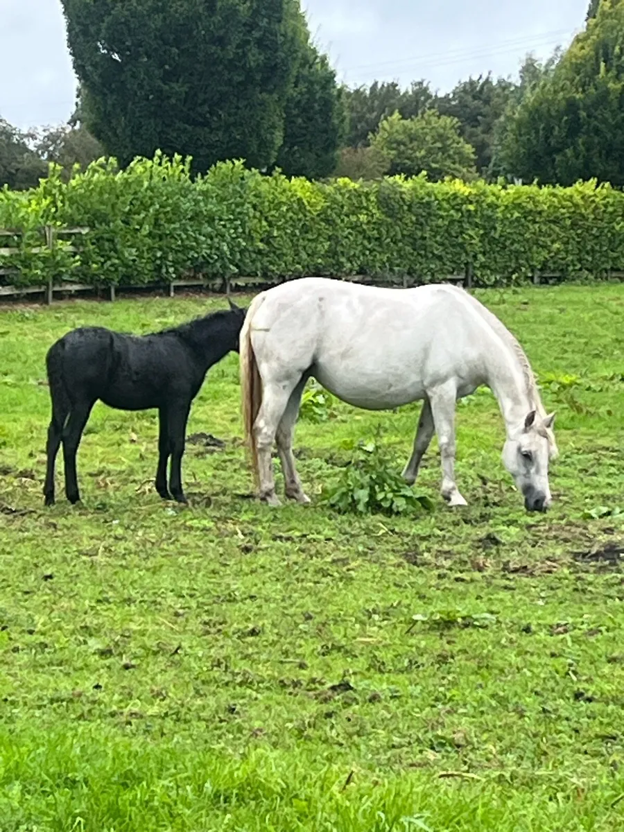 Connemara C1 mare,colt foal,in foal riding top bre - Image 2