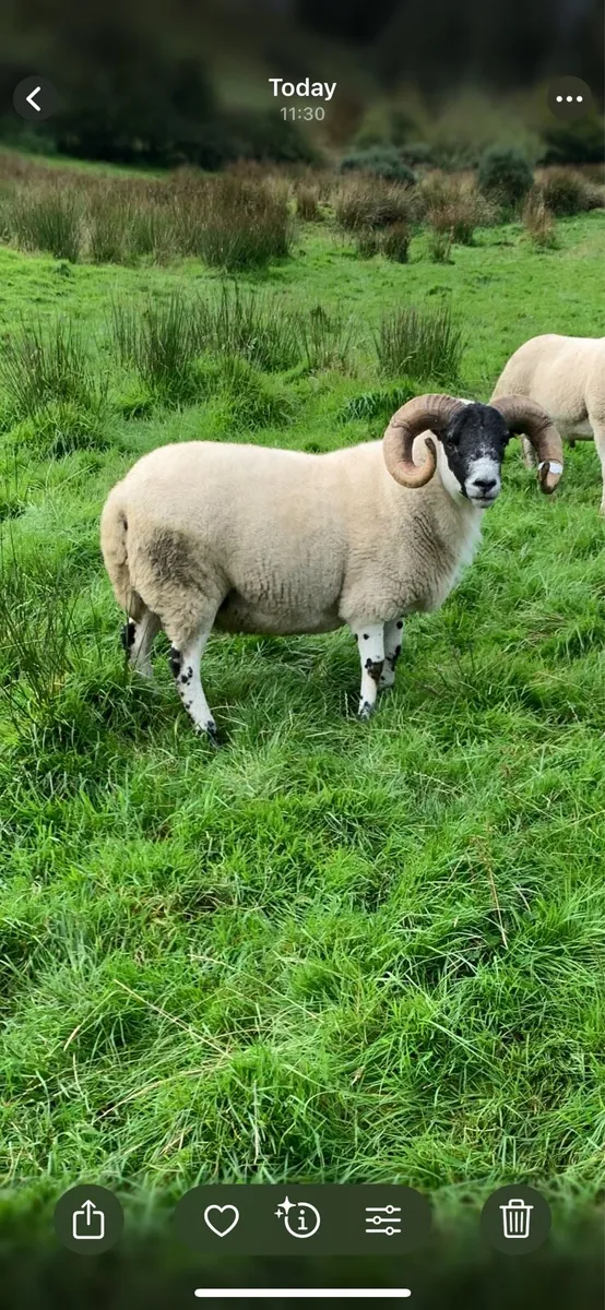 Lanark shearling - Image 1