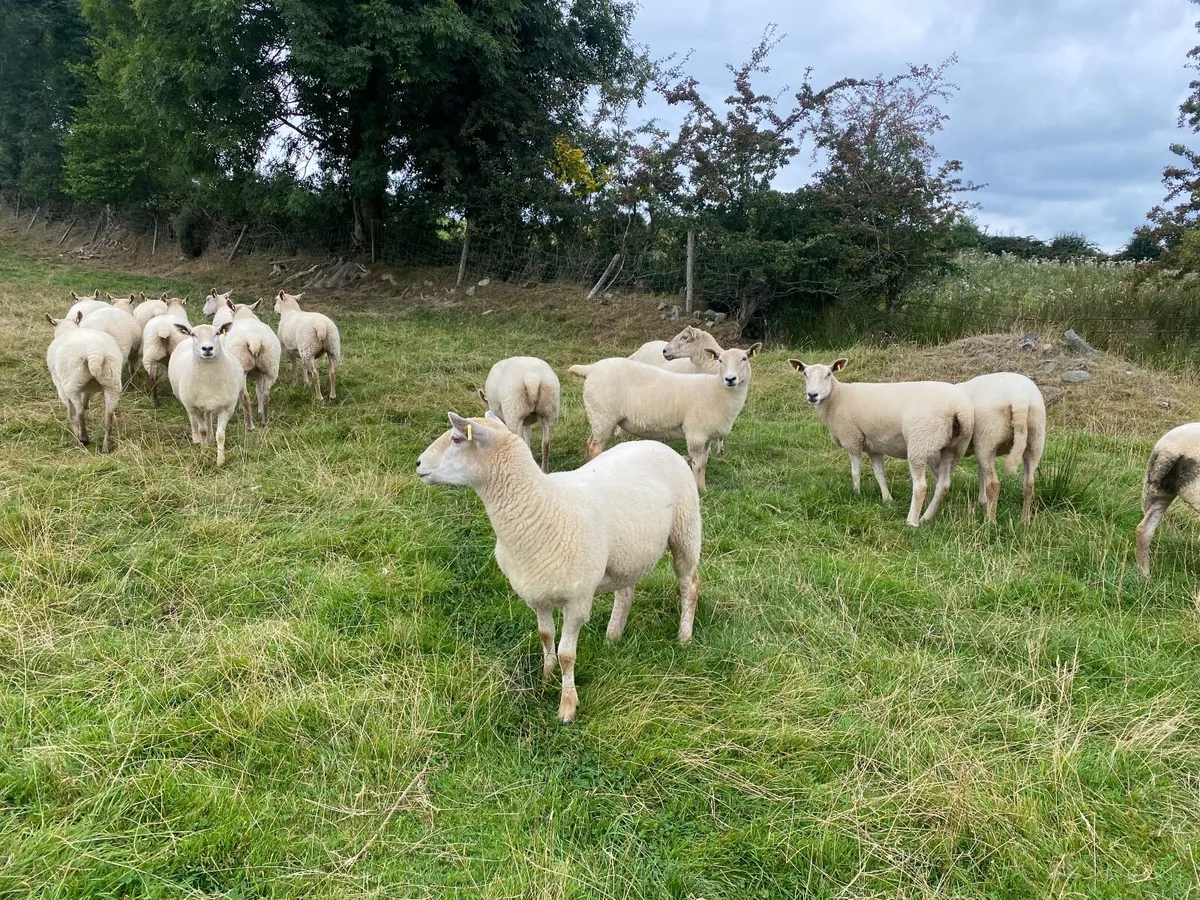 Sheep - Image 1