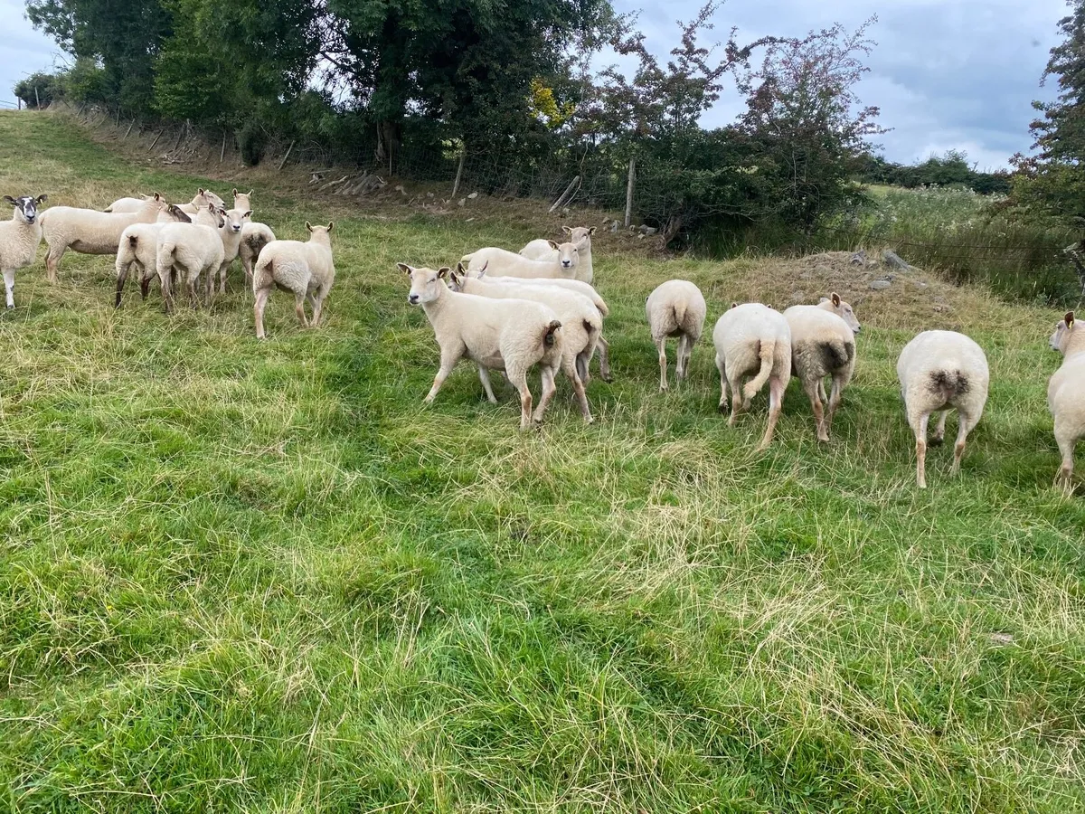 Sheep - Image 2