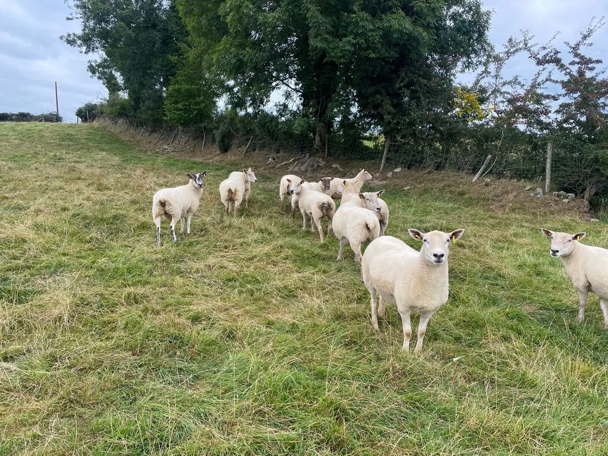 Sheep - Image 3