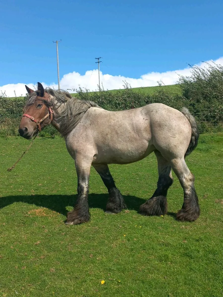 Belgium Draught Filly - Heavy Cob - Image 1
