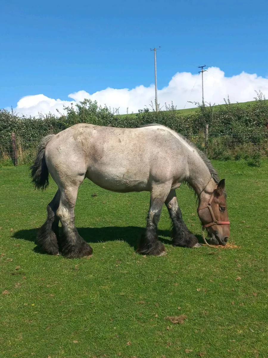 Belgium Draught Filly - Heavy Cob - Image 3