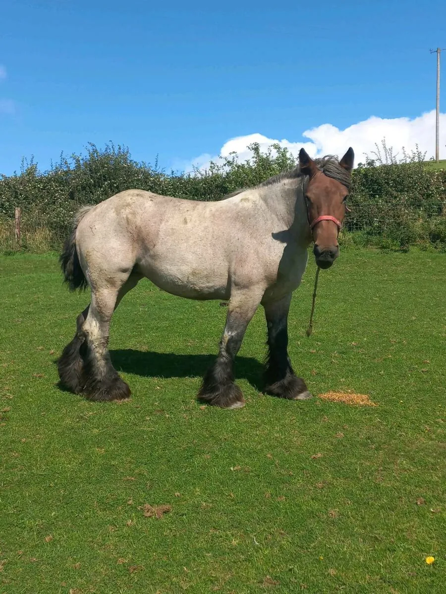 Belgium Draught Filly - Heavy Cob - Image 4