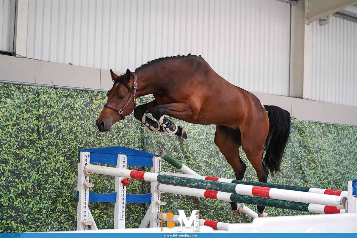 Top class 3yr old gelding