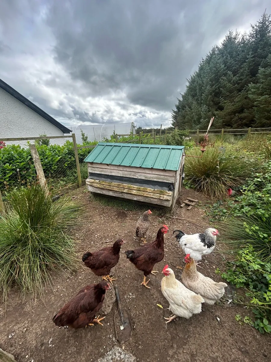 Henhouse and hens - Image 1