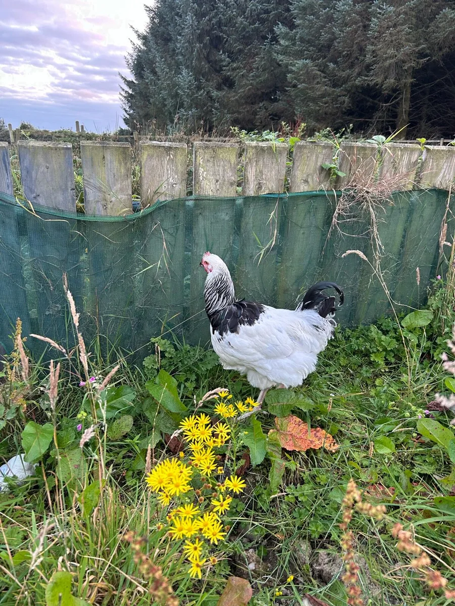 Henhouse and hens - Image 2