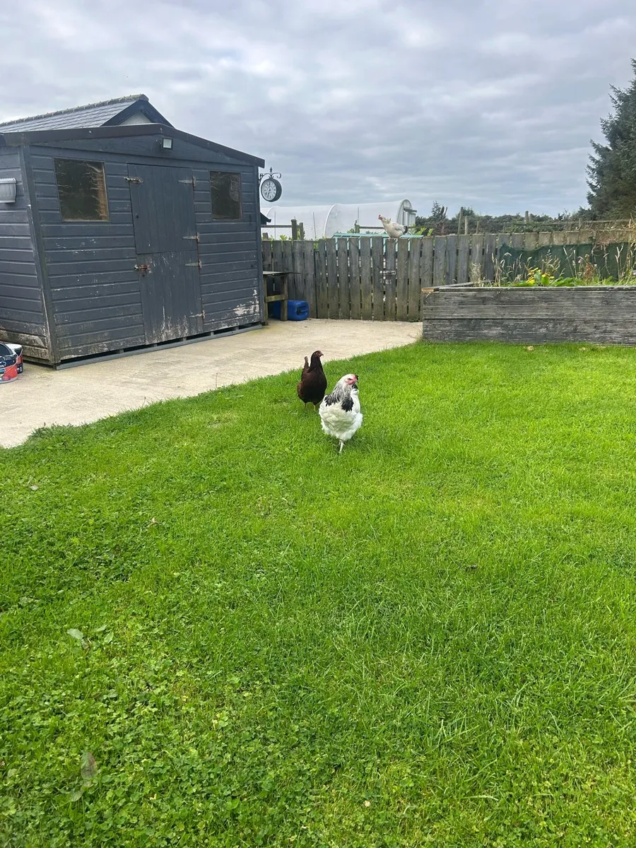 Henhouse and hens - Image 3