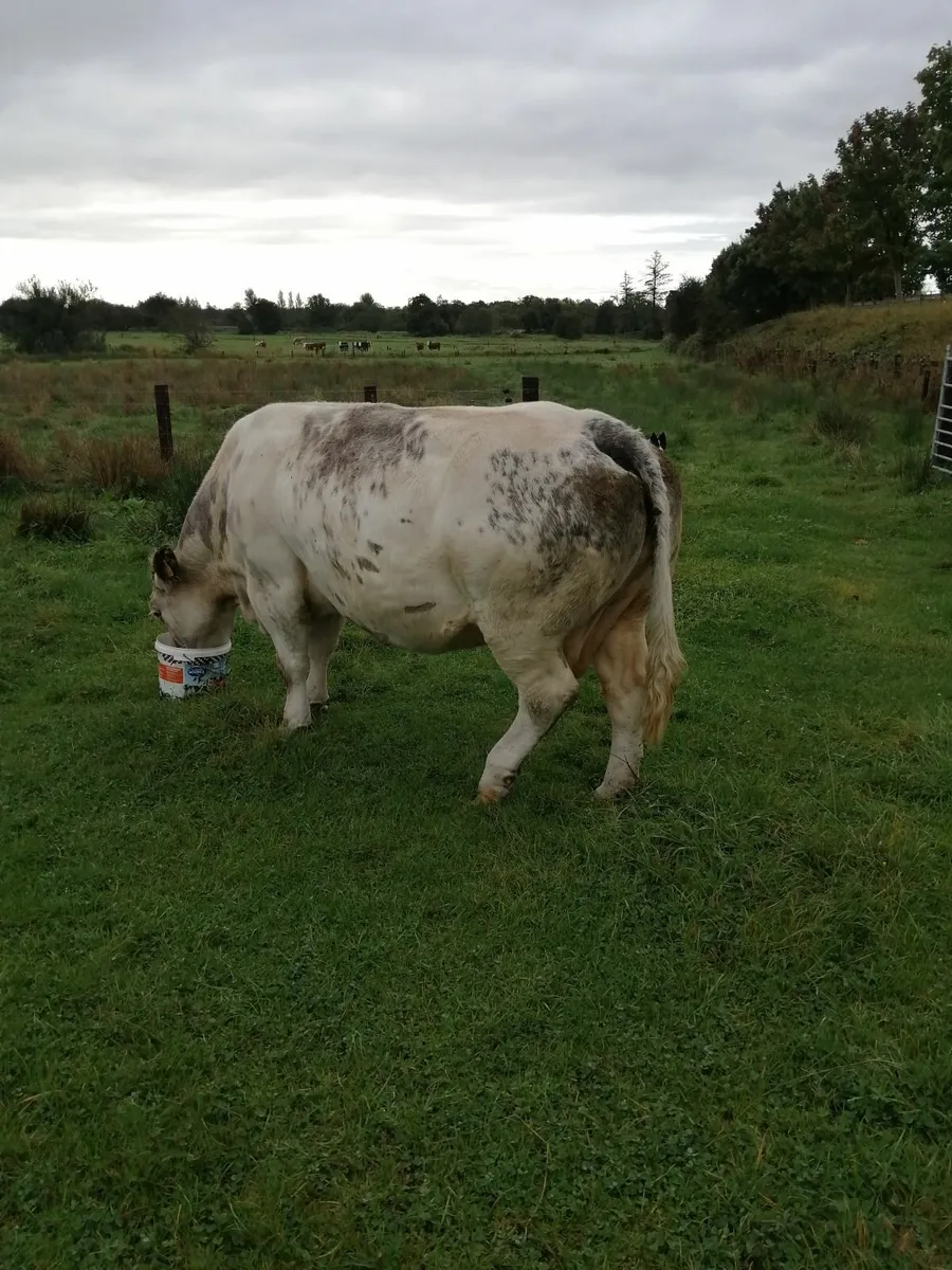 Super BB dry cow for Elphin mart Monday. - Image 1