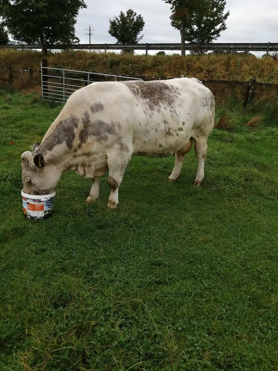 Super BB dry cow for Elphin mart Monday. - Image 2