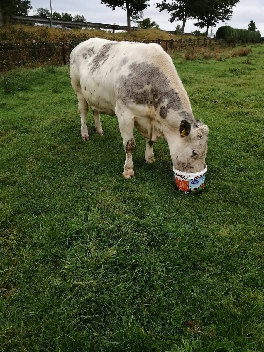 Super BB dry cow for Elphin mart Monday. - Image 3