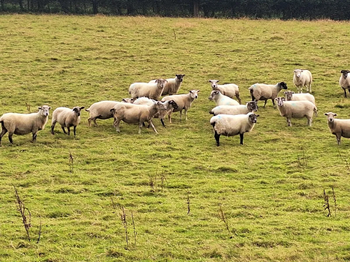 Breeding Ewes - Image 1