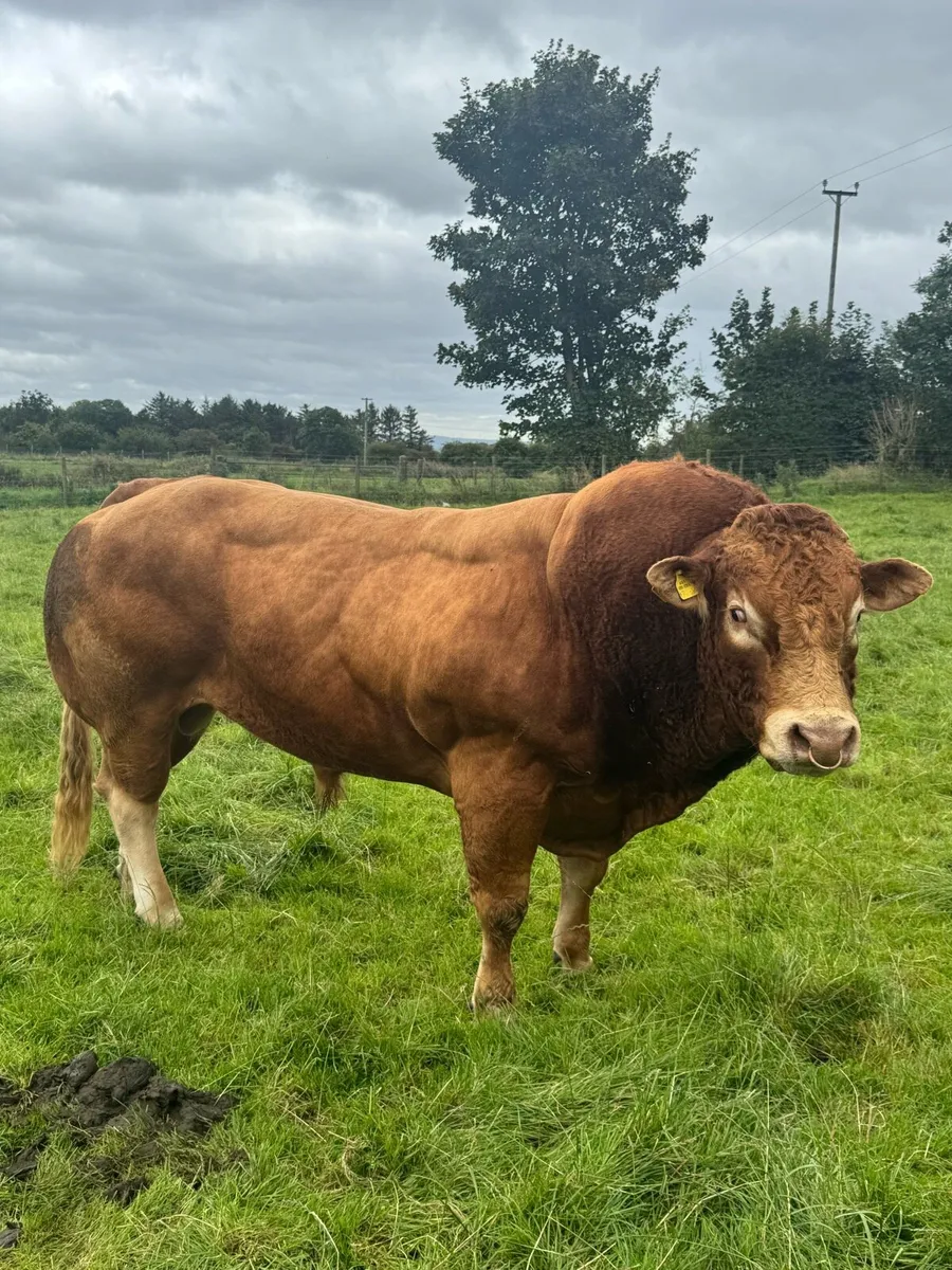 Limousine bull - Image 1