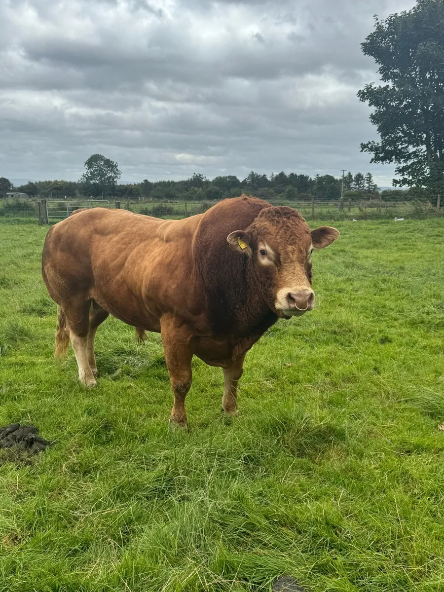 Limousine bull - Image 3