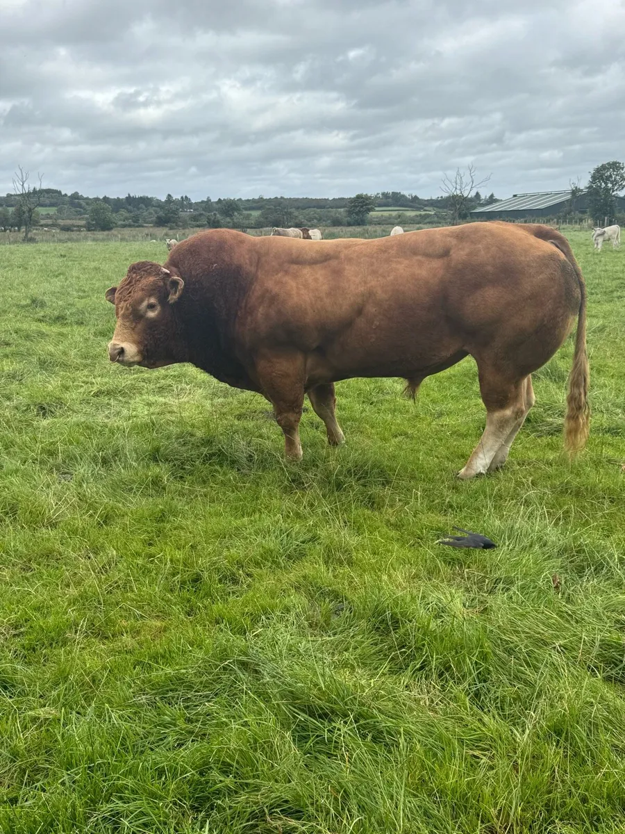 Limousine bull - Image 4