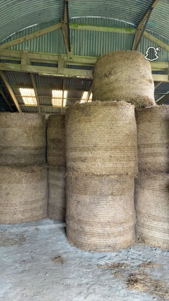 Bedding - Image 1