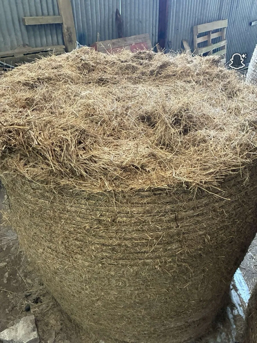 Bedding - Image 2