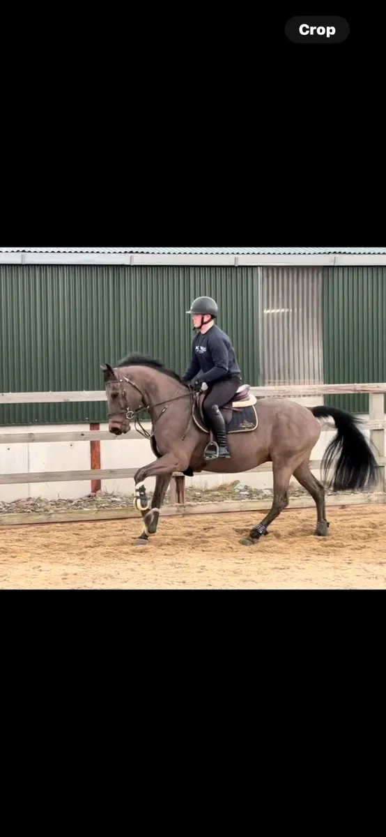 158cm all rounder gelding
