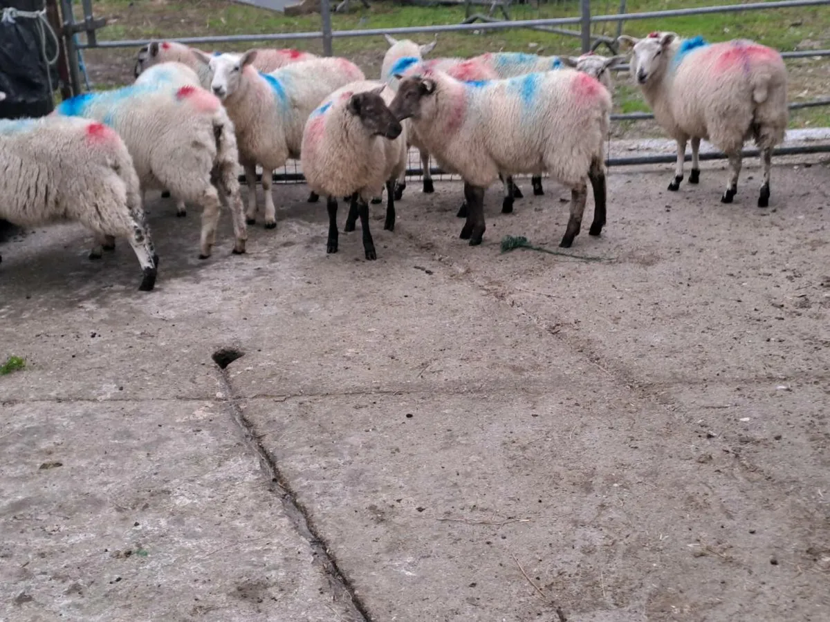 Ewe Lamb's - Image 1