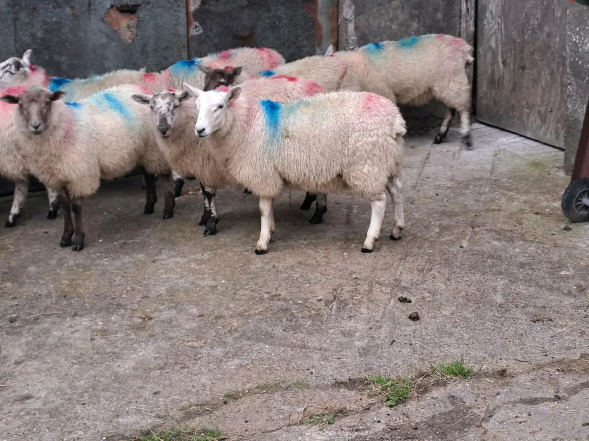 Ewe Lamb's - Image 2