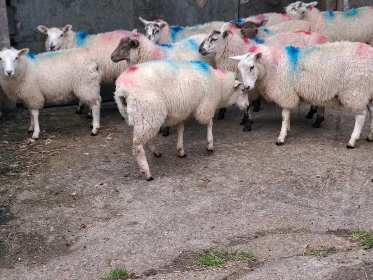 Ewe Lamb's - Image 3
