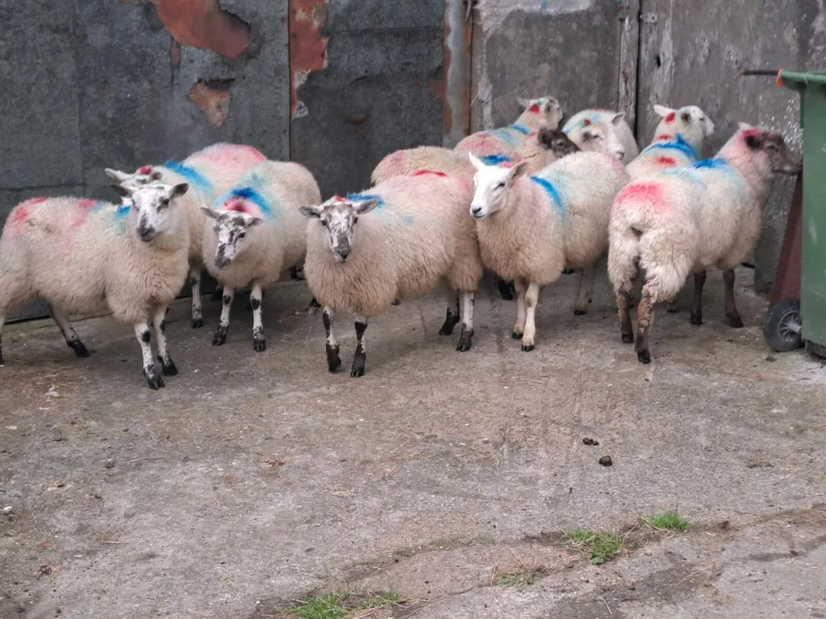 Ewe Lamb's - Image 4