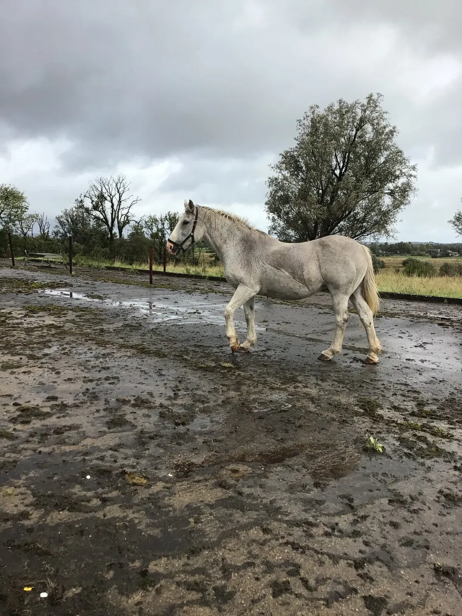 Draught Mare FOR SALE *** - Image 2