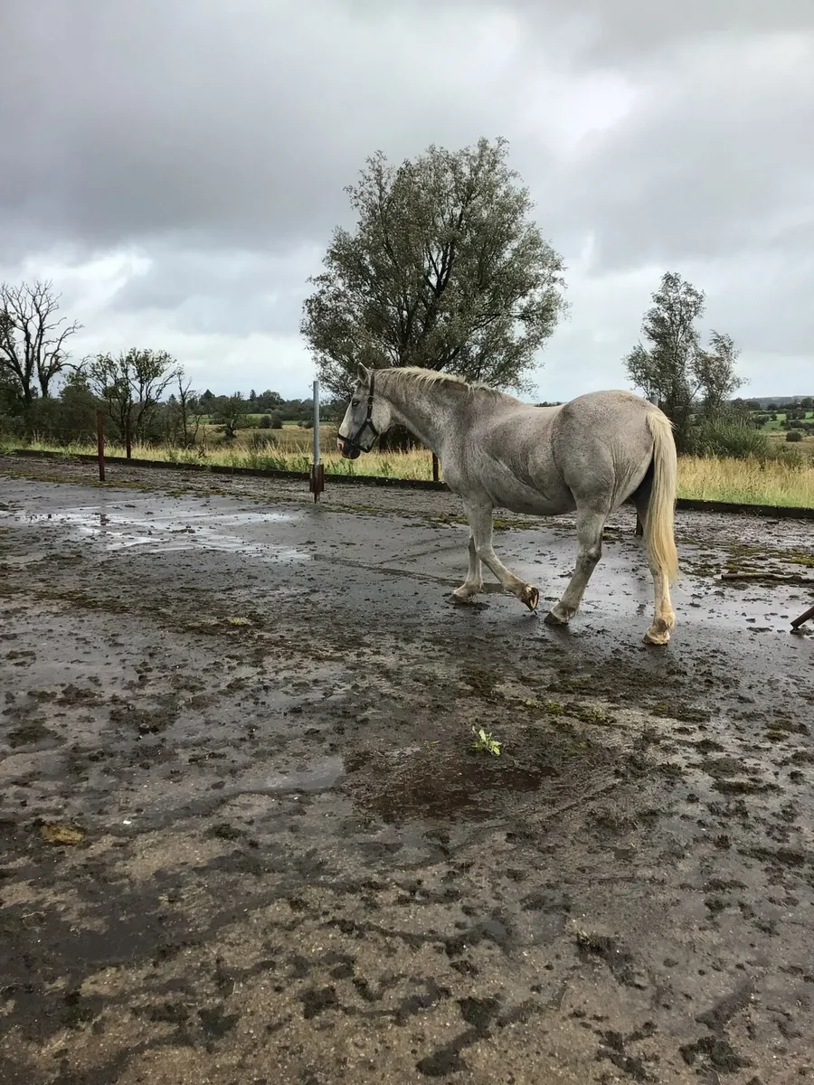 Draught Mare FOR SALE *** - Image 3