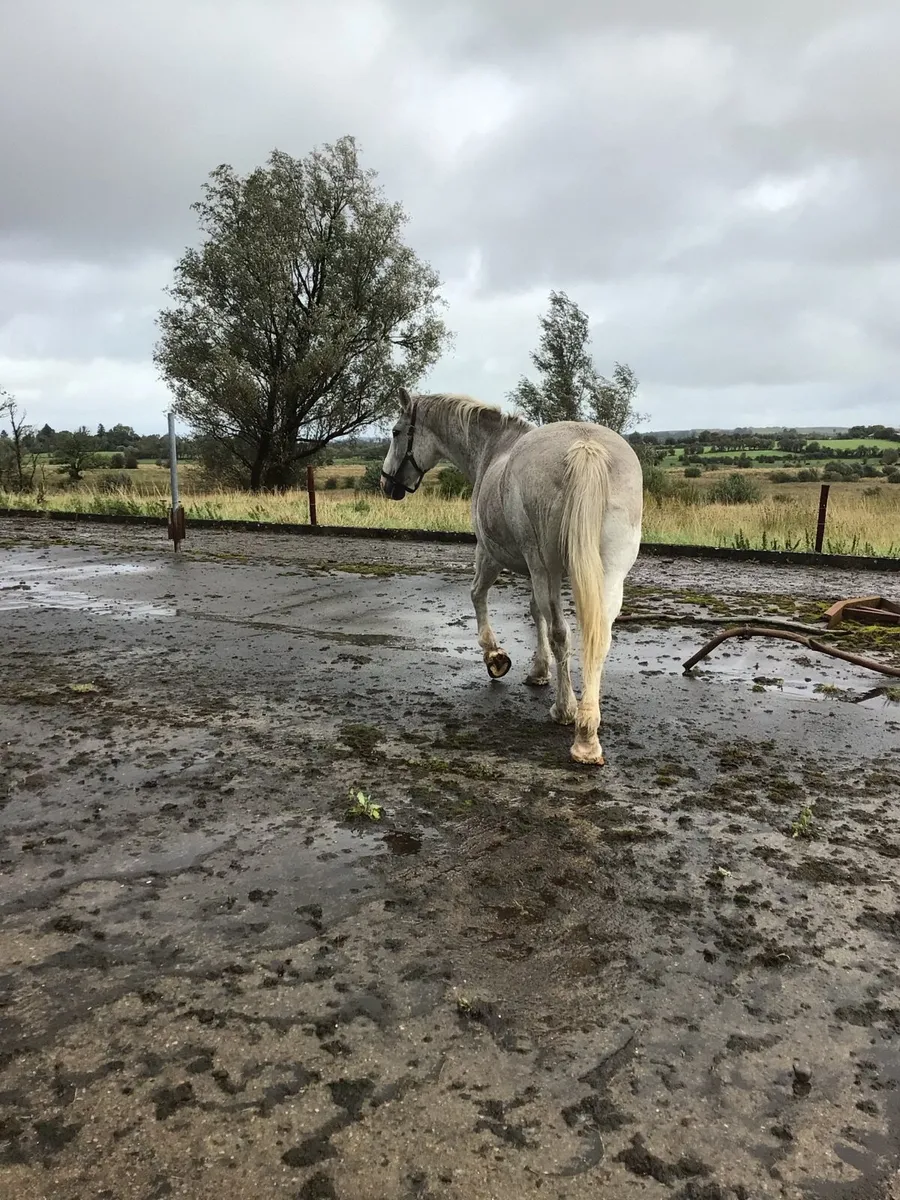 Draught Mare FOR SALE *** - Image 4