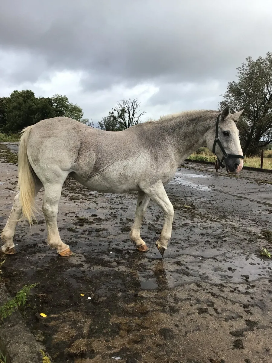 Draught Mare FOR SALE *** - Image 1