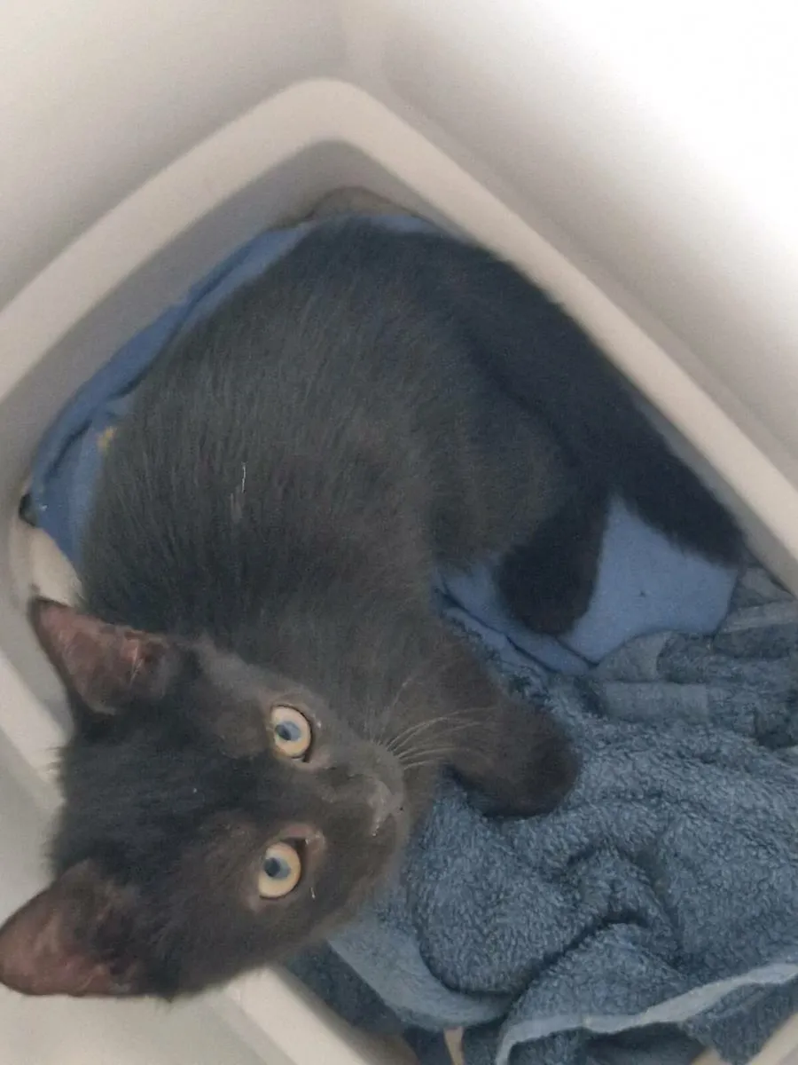 Kittens - Image 2