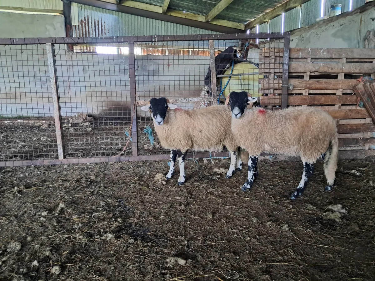 SIS Ram Lambs - Image 2