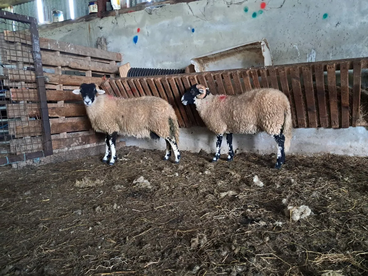 SIS Ram Lambs - Image 3
