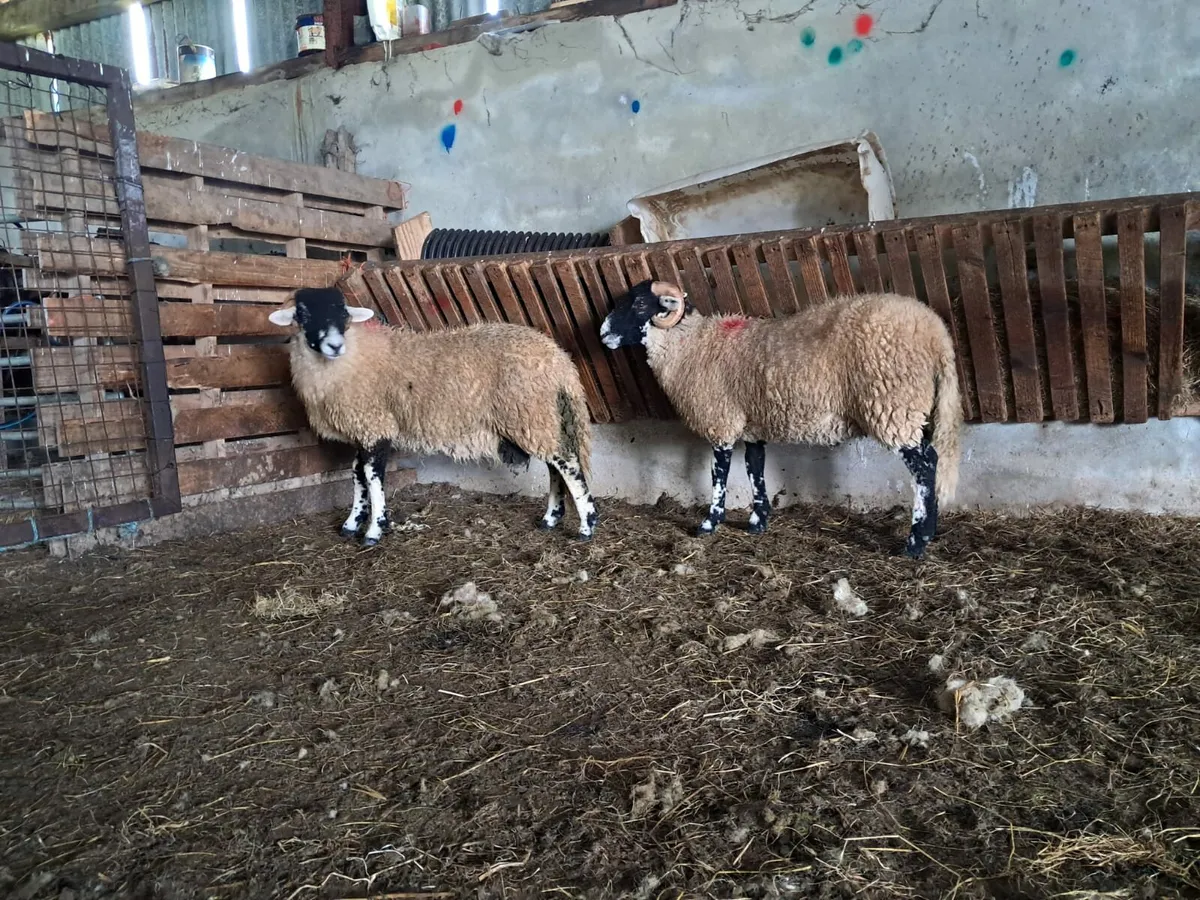 SIS Ram Lambs - Image 4