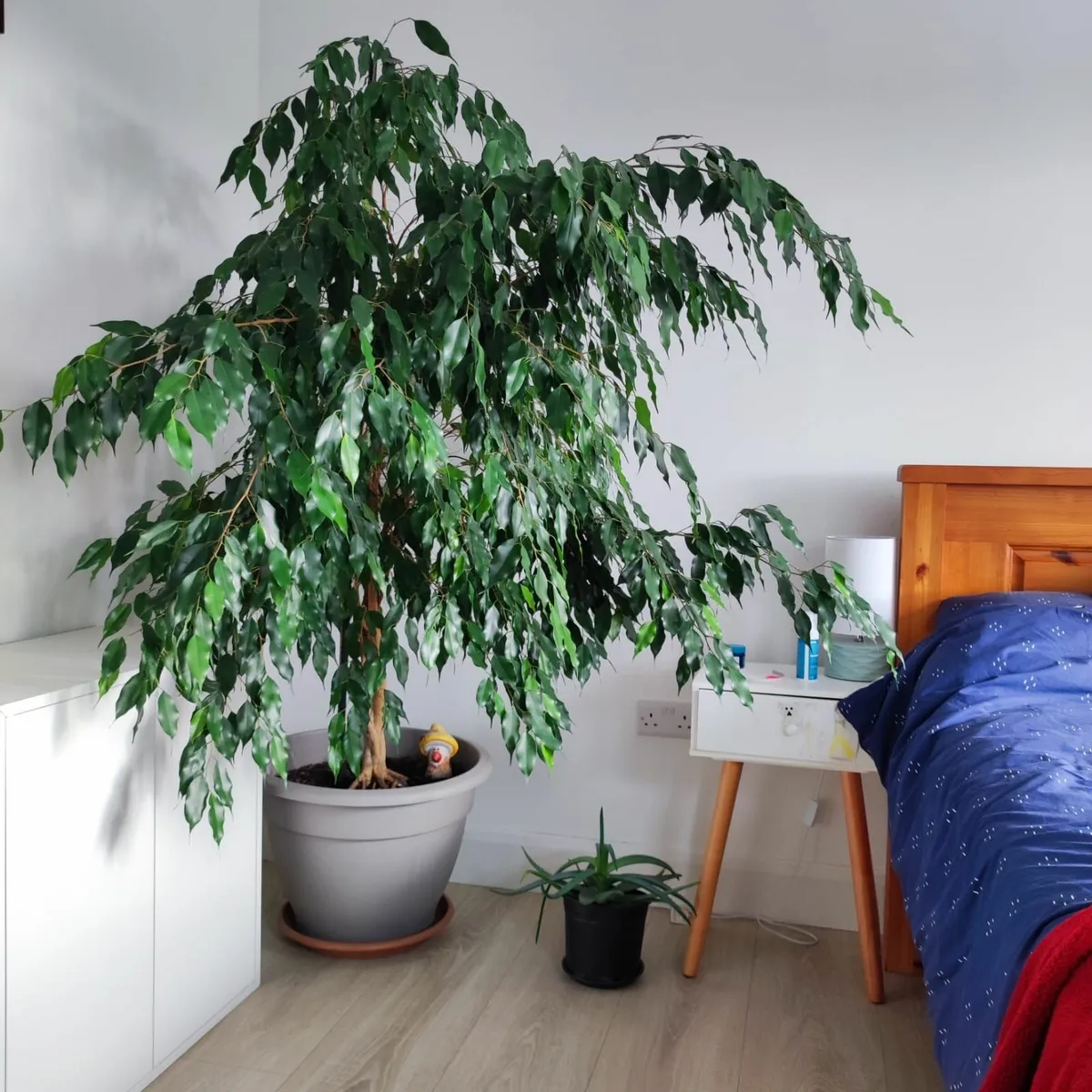 House Plant – Ficus Benjamina – large - Image 1