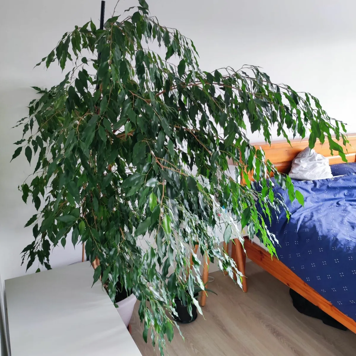 House Plant – Ficus Benjamina – large - Image 2