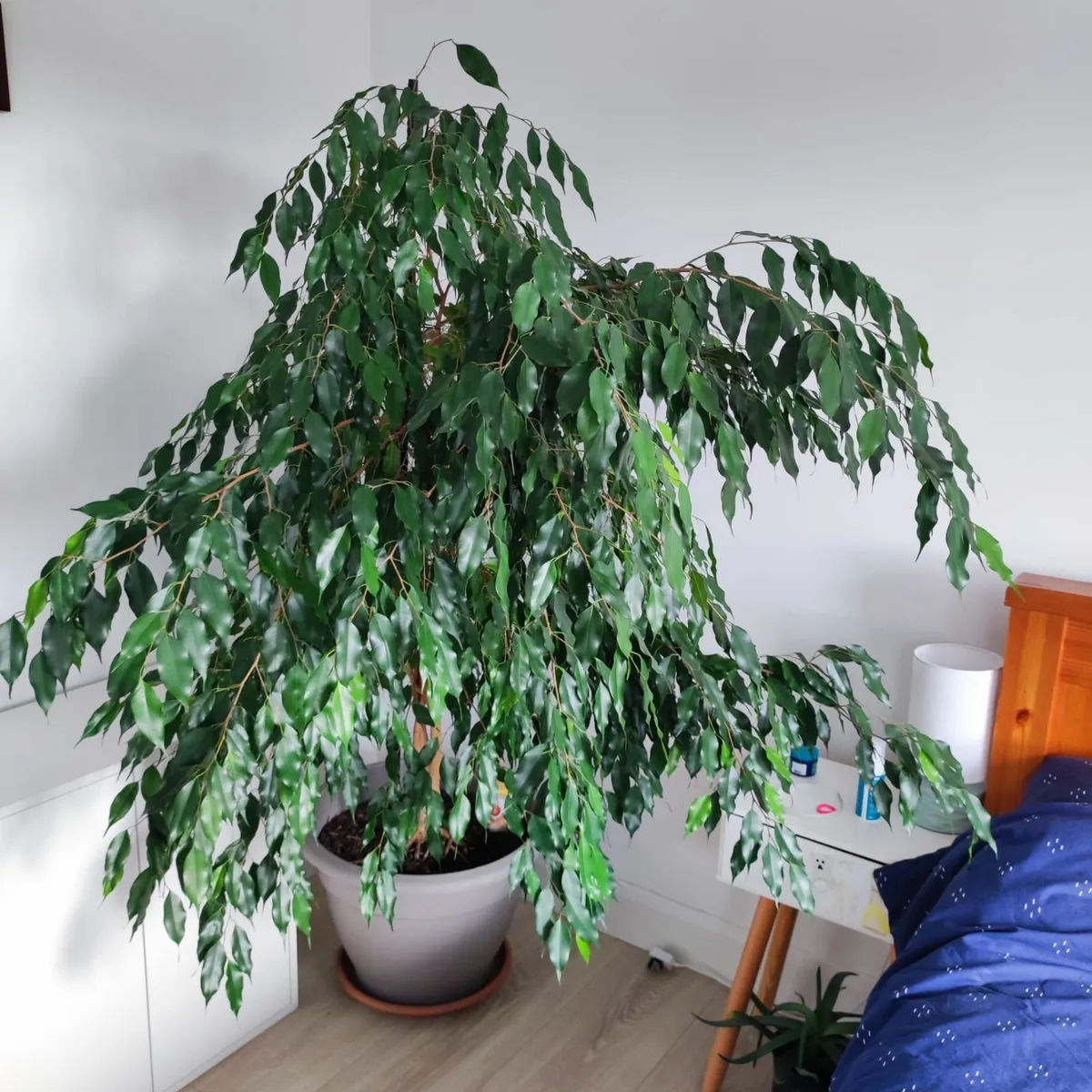 House Plant – Ficus Benjamina – large - Image 4