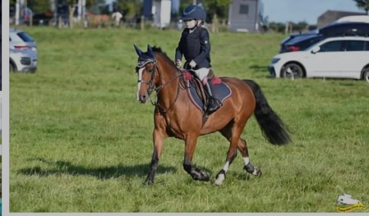 122cm WH / SJ Pony - Image 2