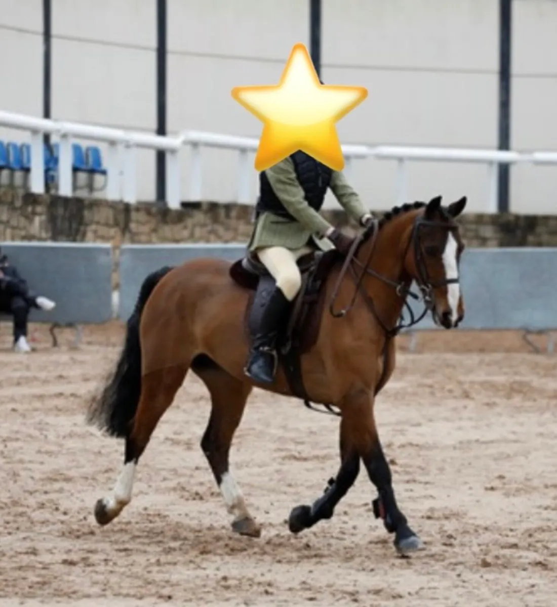 122cm WH / SJ Pony - Image 3