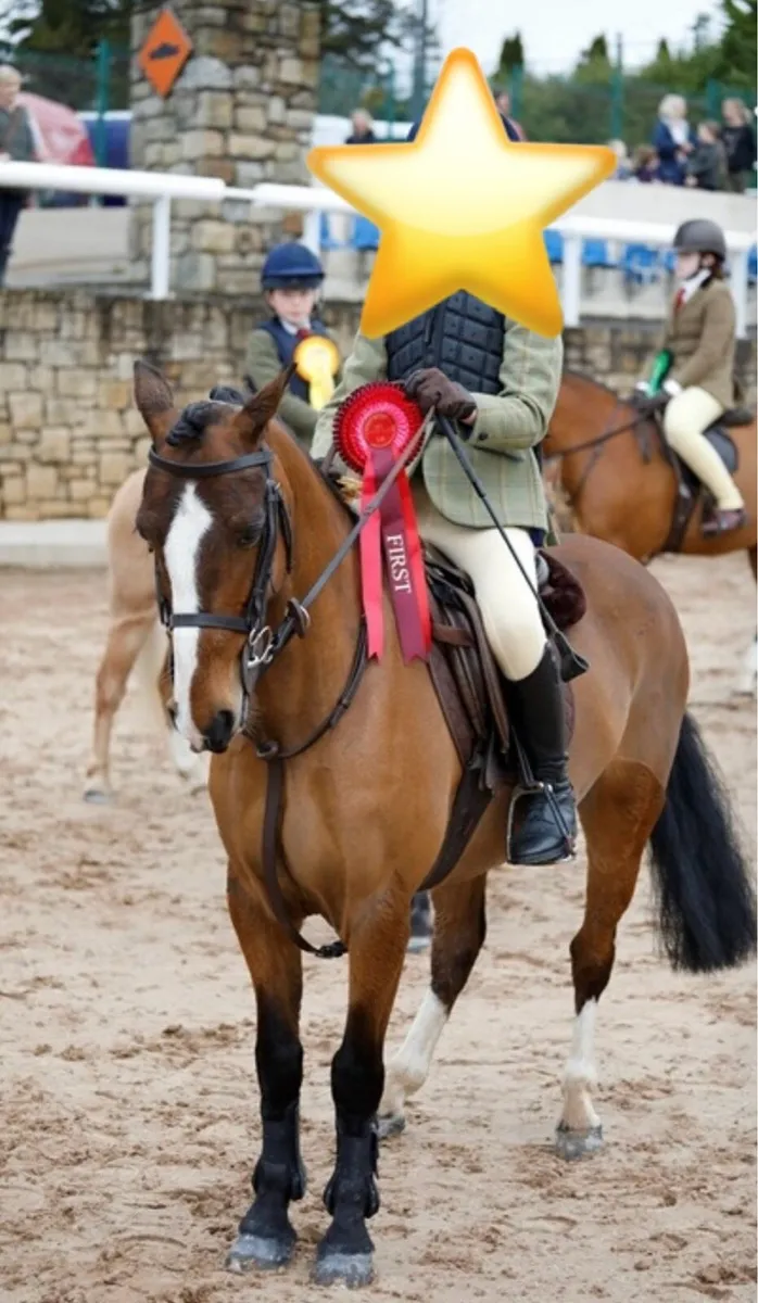 122cm WH / SJ Pony - Image 4
