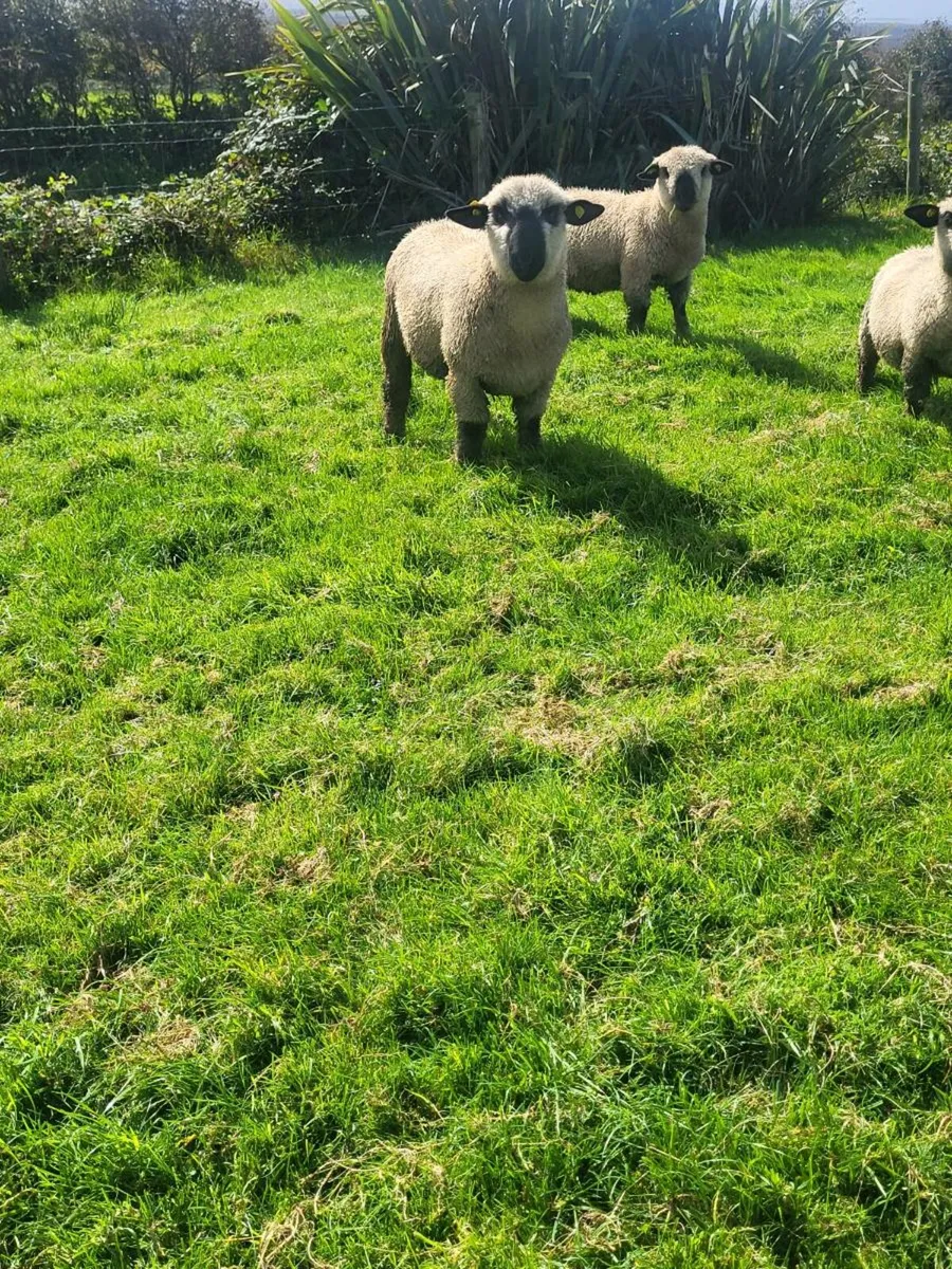SIS Pedigree Hampshire Down Ram Lambs - Image 4