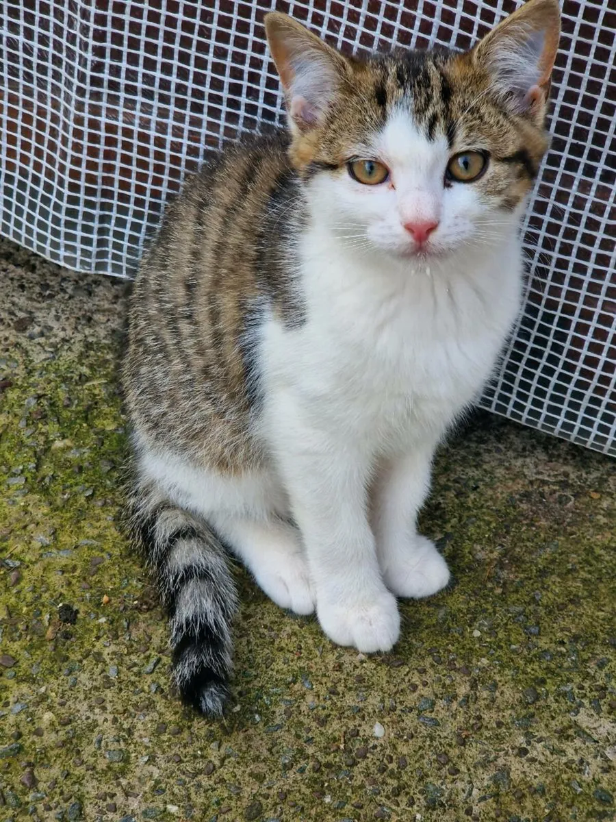 Kittens - Image 3