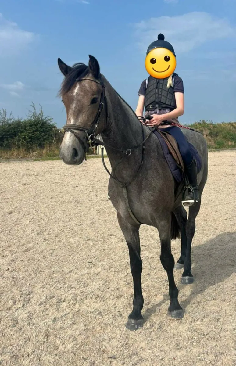 Connemara filly - Image 2