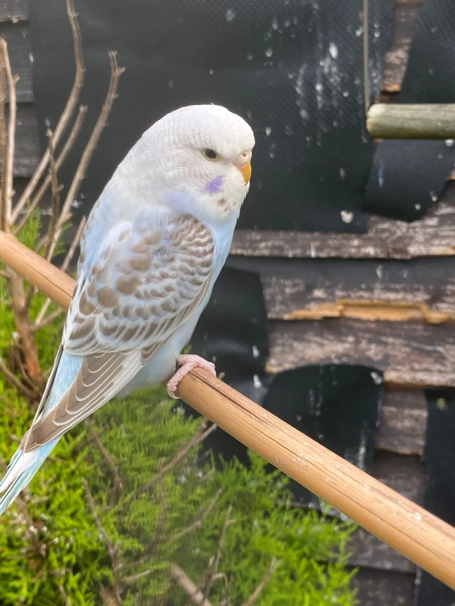 Budgies - Image 2