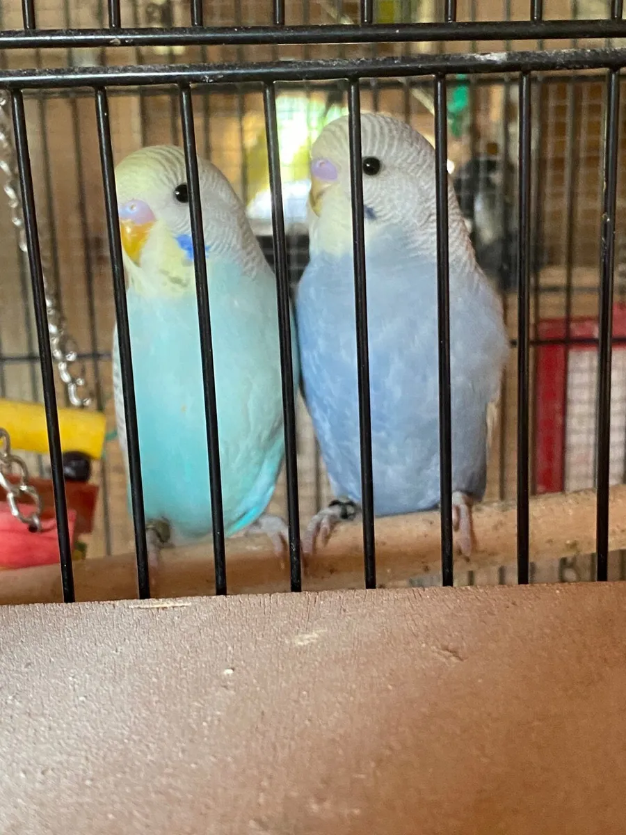 Budgies - Image 1