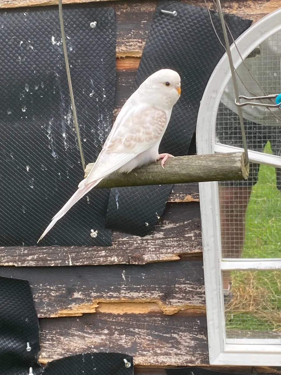 Budgies - Image 4
